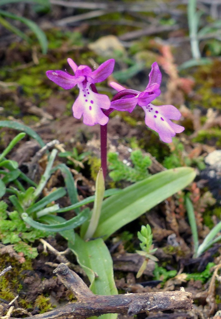 Orchidee di Creta: tra mitologia, montagne e natura, marzo 2015